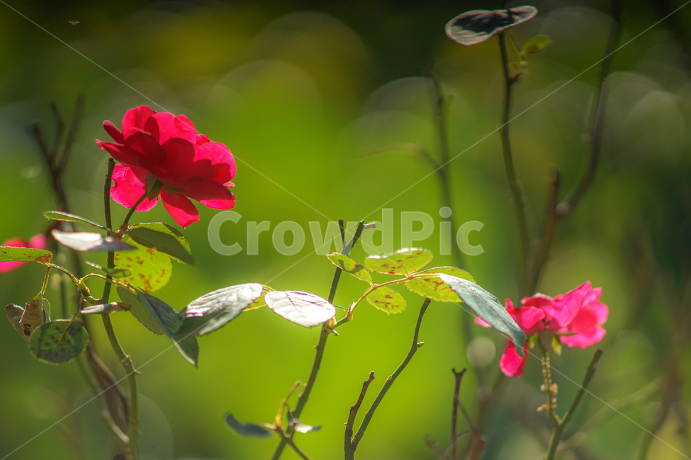 장미,나무,야생,꽃,식물,식물,자연,plants,nature,꽃,flower