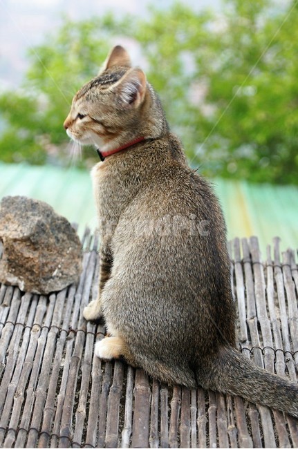 고양이,야옹이,야옹야옹,애완동물,동물,자연,nature,animal,초록,green,돌맹이,돗자리,나무,tree,동물,animal,포유류,mammal,고양이,cat,kitten,kitty