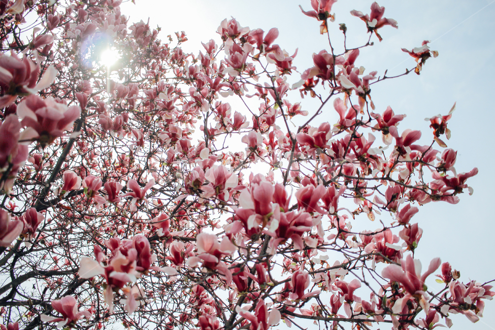꽃,봄꽃,감성사진,필름카메라,목련꽃,목련화,핑크목련,봄,계절,spring,season,식물,자연,plants,nature,꽃,flower,plant,blossom