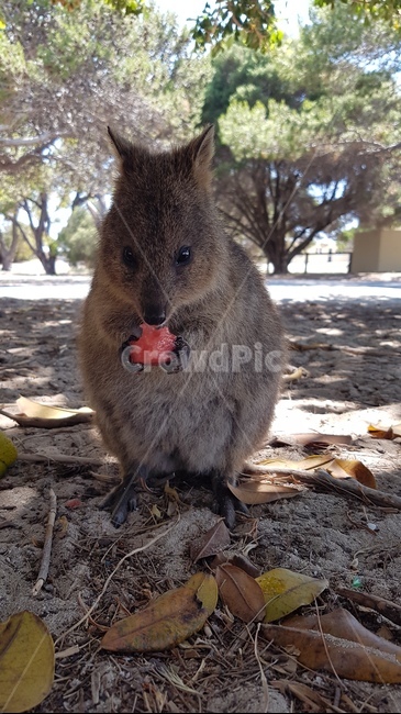 smiling,happy animals,australian animals,animal,Rottnest,australia,wild animals,quokka