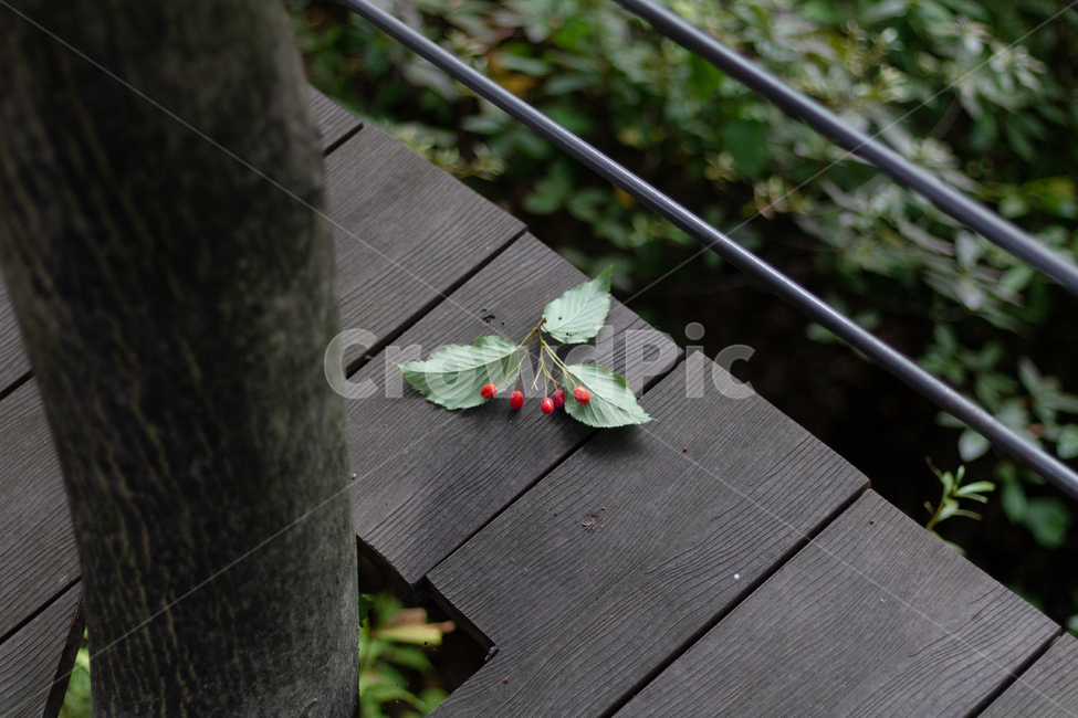 체리,열매,식물,나무,잎,plant,cherry,berry,tree,leaf