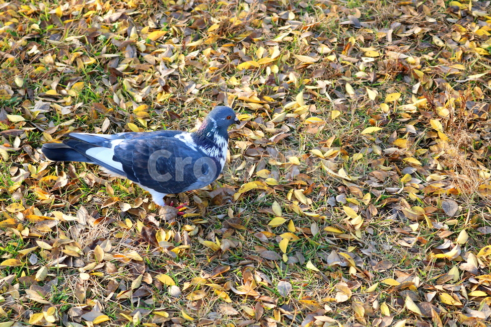 비둘기,새,조류,동물,낙엽,풀밭,풀,가을,가을,계절,fall,autumn,season,동물,animal,조류,새,birds,bird