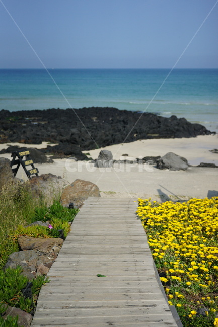 nature,자연,outdoors,옥외,sea,바다,shoreline,해안선,꽃,flower