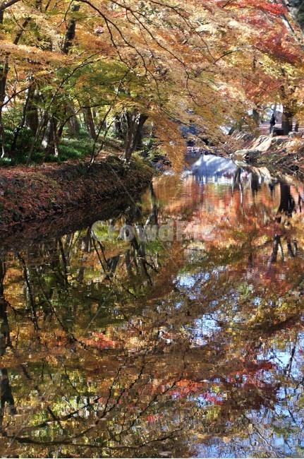 가을,단풍,나무,자연,식물,계곡물,그림자,감성,자연풍경,풍경,trees,nature,autumn,season,emotion,가을,계절,fall,autumn,season,plant,tree,land,땅,outdoors,옥외,water,물