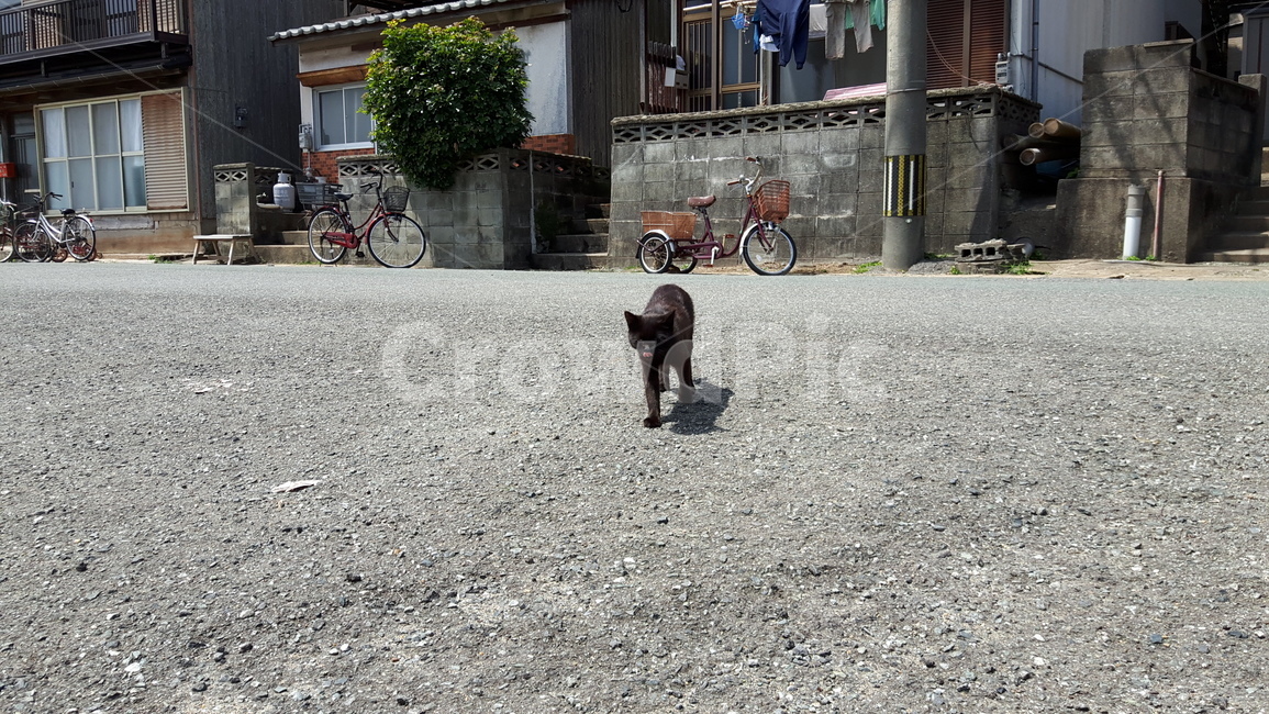 고양이,고양이섬,아이노시마,냥냥이,일본고양이섬