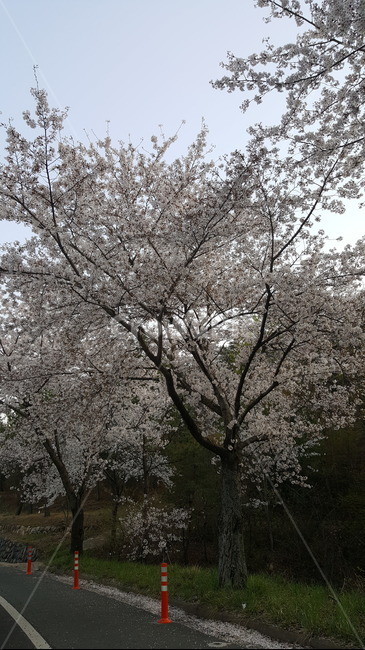 벚꽃,벚꽃나무,벚꽃그림,한국자연풍경,벚꽃놀이,봄,CherryBlossom,flower,spring,nature