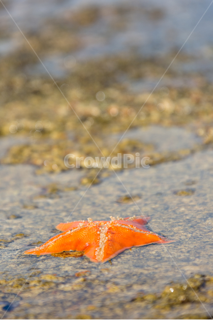 불가사리,바닷가,바다,여름,연안,해변,바다,beach,sea