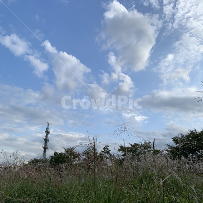 자연,날씨,plant,식물,nature,sky,하늘,갈대,식물,자연,plants,nature