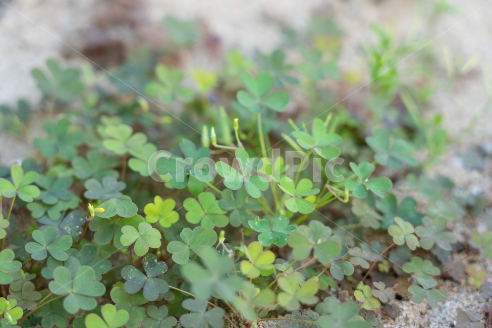 식물,plant,botanical,nature,자연,식물,자연,plants,nature