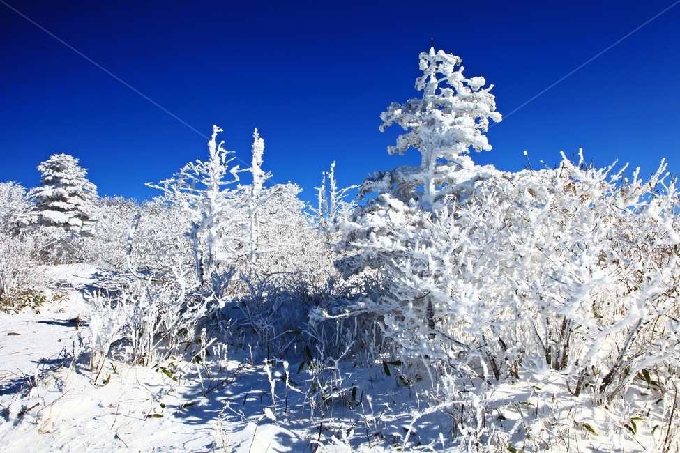 frost,서리,nature,자연,outdoors,옥외,ice,빙,mountain,산,mountainrange,산맥,glacier,빙하,snow,눈,scenery,상고대,무주,덕유산,덕유산설경,설경,설청봉,향적봉,중봉,경치,풍경,운해