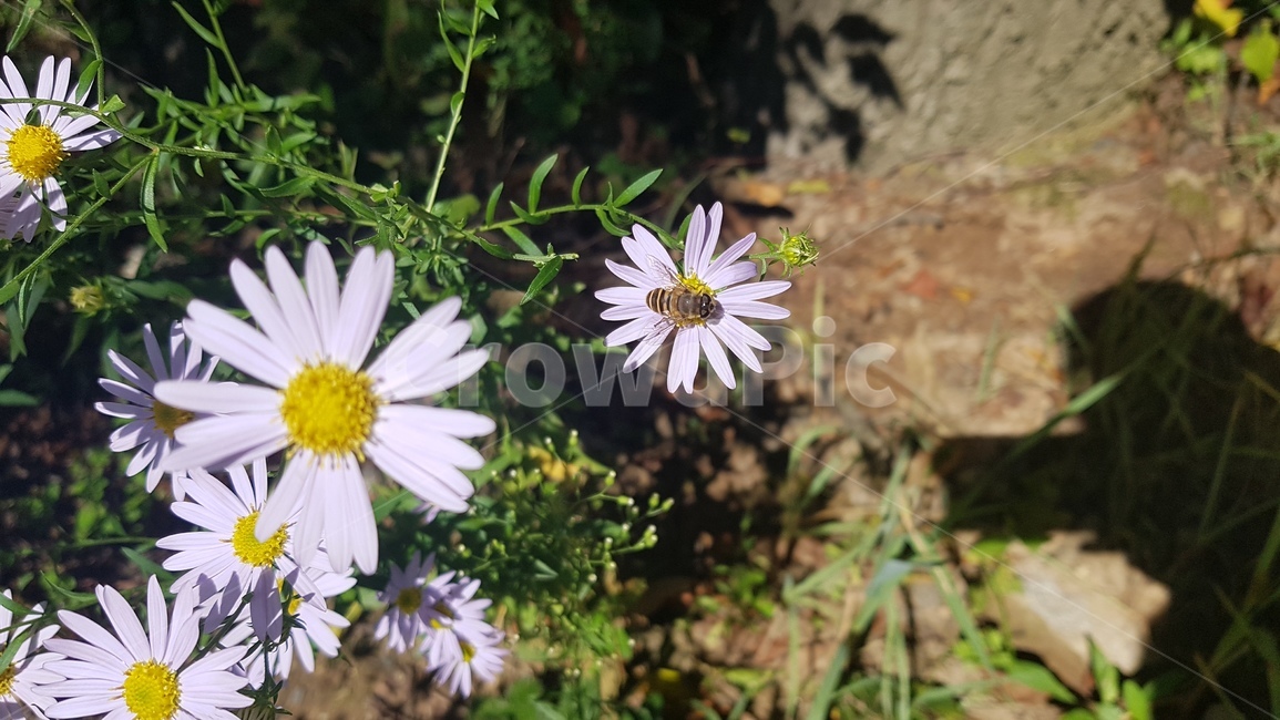 daisy,식물,daisies,데이지,꽃,식물,자연,plants,nature,꽃,flower