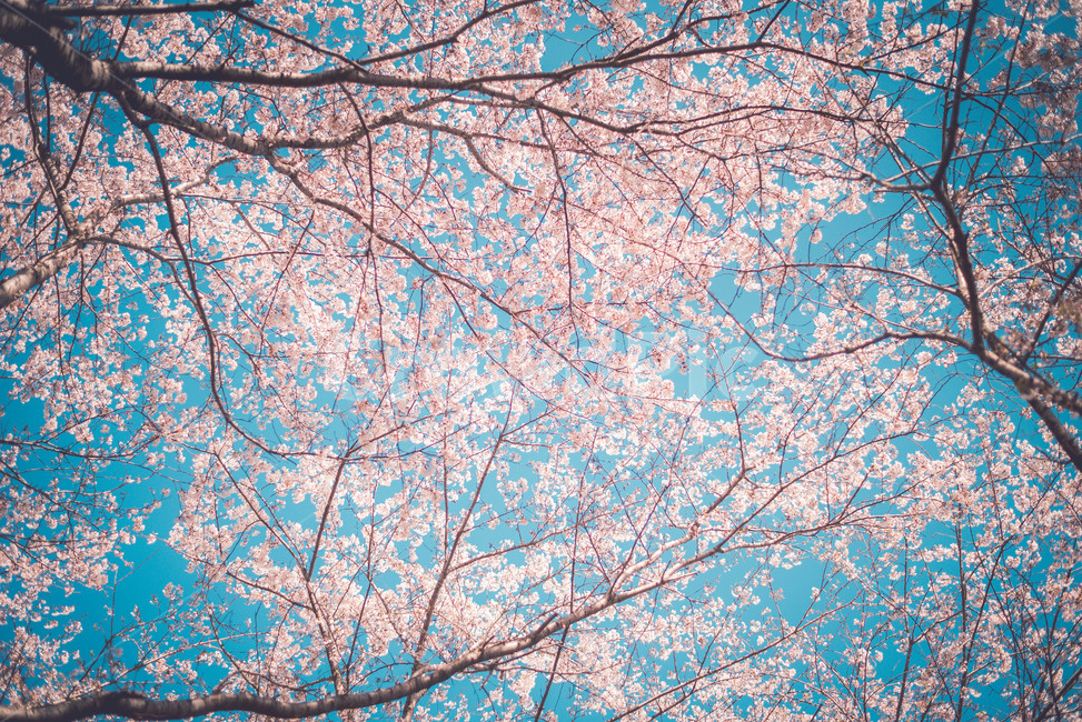 하늘,벚꽃,벚꽃나무,식물,파란하늘,봄,계절,spring,season,자연,풍경,nature,landscape,색깔,색상,색채,색감,color sense,color sensitivity,feeling of color,plant,cherry blossom,flower,꽃,blossom