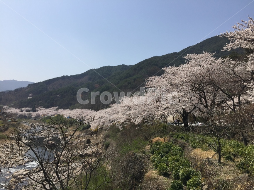 봄,꽃,벚꽃,spring,flower,cherryblossom,벚꽃길,십리벚꽃길,계절,season,자연,풍경,nature,landscape,봄,계절,spring,season,자연,풍경,nature,landscape,plant,식물