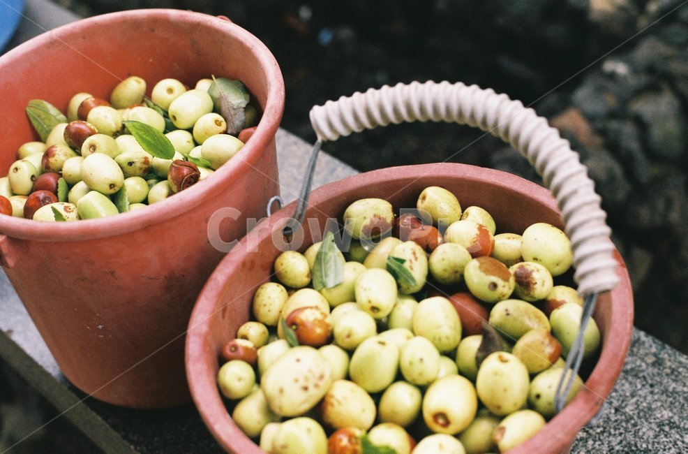대추,수확,바구니,과실,시골,필름,필름사진,음식,식재료,요리,food,cook,meal,dishes,food reserves,과일,열매,fruit