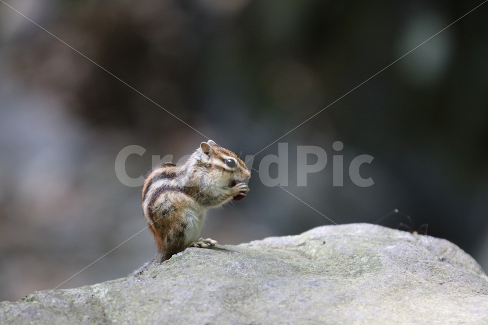 동물,다람쥐,바위,산,숲,귀여운,야생동물,회색,동물,animal,포유류,mammal