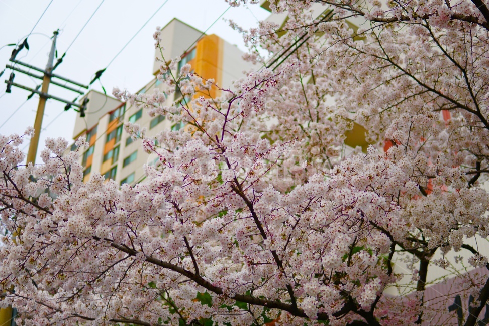 벚꽃,꽃,분홍,색감,감성,축제,벚꽃축제,봄,계절,spring,season,plant,식물,flower,blossom,cherry blossom