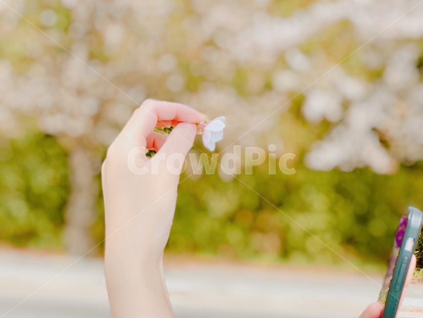 감성,손,여성,벚꽃감성,여자손