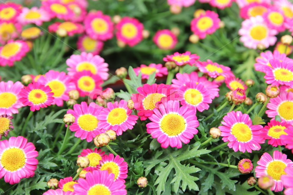 꽃,자연,봄꽃,보라꽃,작은꽃,식물,자연,plants,nature,꽃,flower
