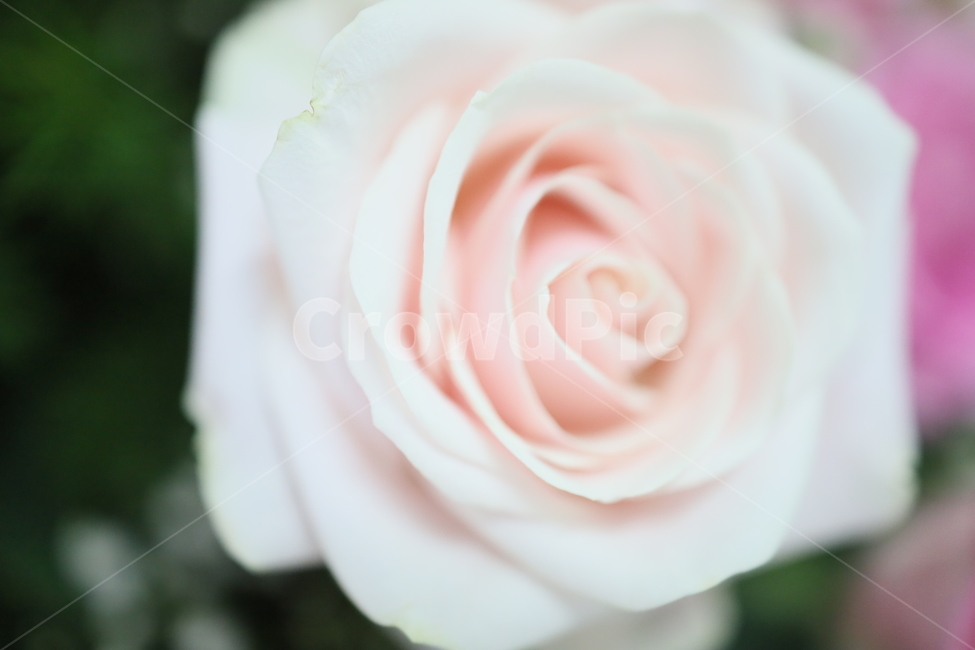 flower,꽃,장미,rose,식물,plant,blossom,꽃,flower