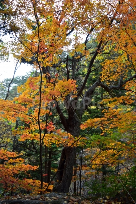 설악산,가을,풍경,단풍,탐방,국립공원,파란하늘,가을색,오색,울긋불긋,알록달록,그림같은,칼라풀,뷰티플,아름다운,힐링,감성,자연,정취,산세,명산,100대명산,nature,산,등산,트레킹,비경,경치,사진,색채,가을의정취,가을,계절,fall,autumn,season,식물,자연,plants,nature,나무,trees,wood,tree,plant,leaf,잎,maple