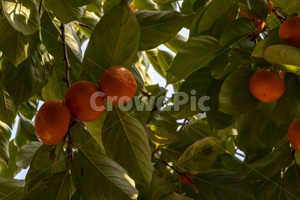 감,단감,감나무,과일,열매,persimmon,persimmontree,가을,계절,fall,autumn,season,과일,열매,fruit,plant,식물,food,음식