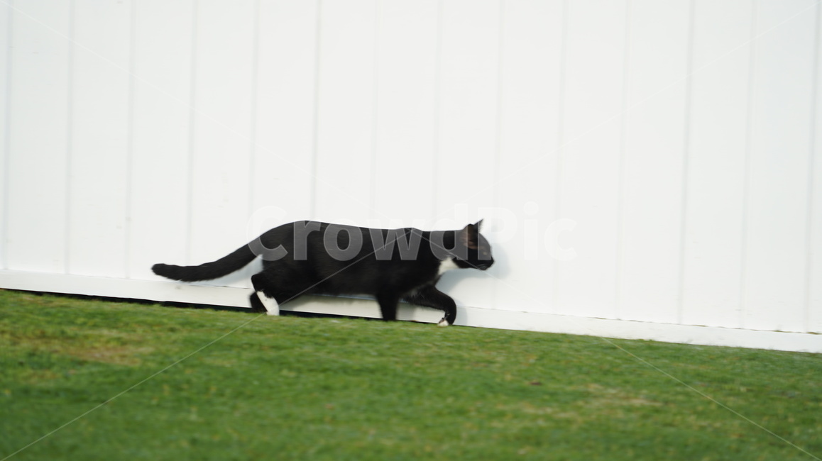 고양이,길고양이,고양이얼굴,cat,애완고양이,검정고양이,동물,animal,포유류,mammal,고양이,cat,kitten,kitty