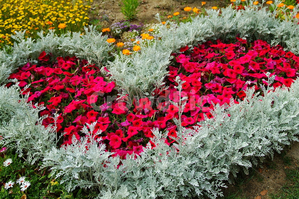 꽃,식물자연,plants,색깔,색상,색채,color,sense,flower,감성,식물,가든