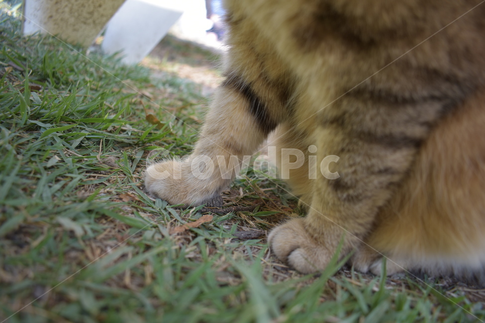 고양이,cat,고양이발,동물,귀여움