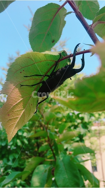 자연,풍경,곤충,가을,나뭇잎,식물,자연,plants,nature,동물,animal,곤충,벌레,insect,bug