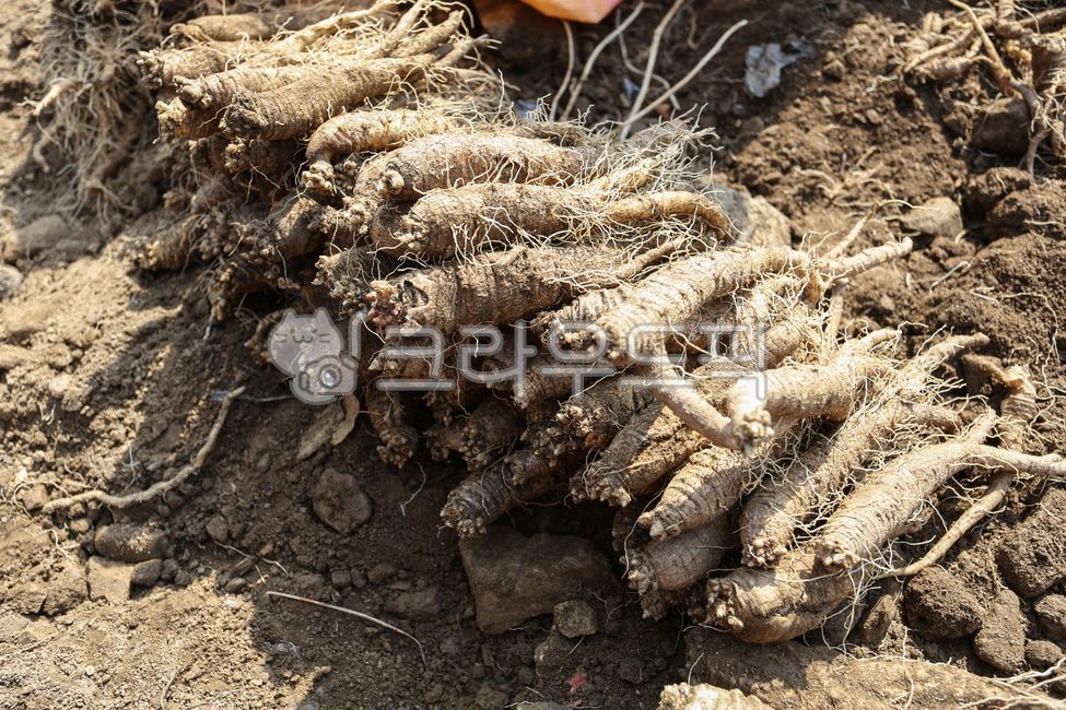 더덕, 뿌리, 식물, plant, root, 사진,이미지,일러스트,캘리그라피 - Parismatch작가
