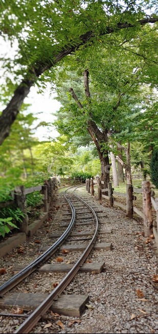 기찻길,레일,traintrack,railway,나무