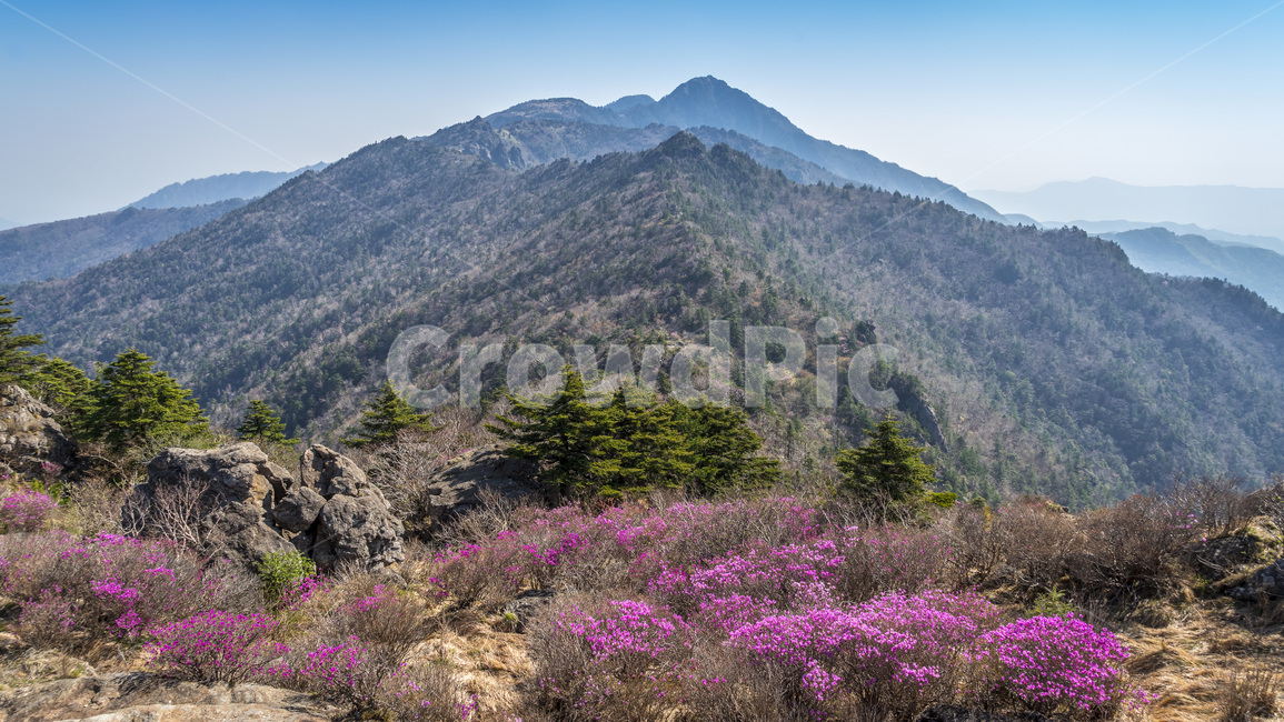 산,지리산,봄,철죽,등산,자연,한국자연경관,한국자연풍경,spring,landscape,koreanaturelandscape