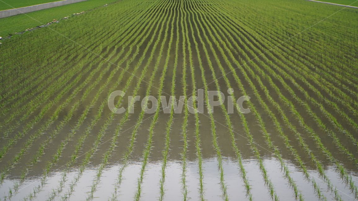 모내기,field,들,nature,자연,outdoors,농업,agriculture,옥외,countryside,한지방,grassland,패디필드,paddyfield,목초지,땅,land,산업,industry,industrial,농업,농사,agriculture,farming,farming industry