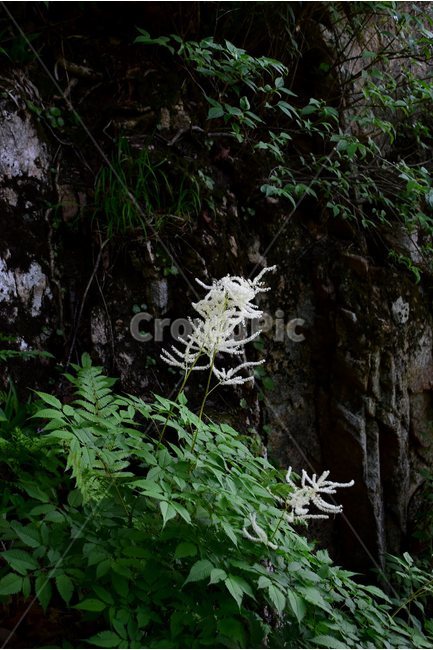 눈개승마,삼나물,야생화,꽃,식물,자연,생태,플라워,flower,plants,nature,식물,자연,plants,nature,꽃,flower