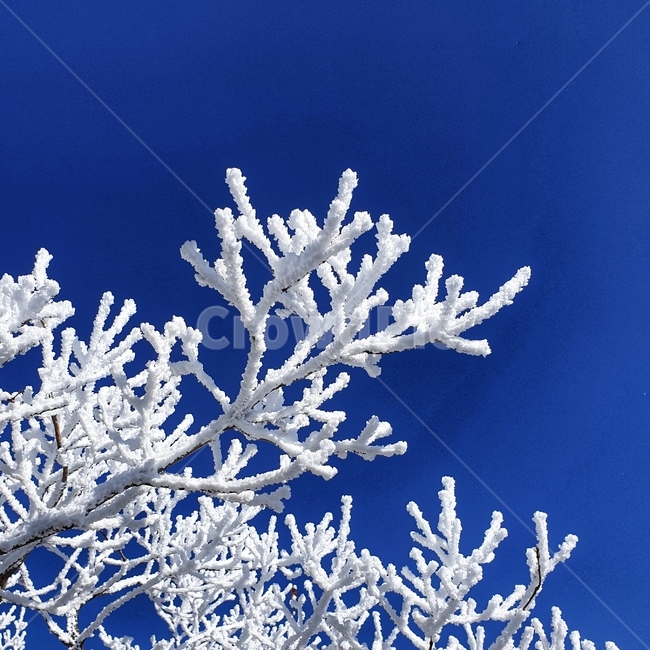 자연,눈,눈꽃,서리,snow,덕유산,겨울,ice,nature,winter,겨울,계절,winter,season