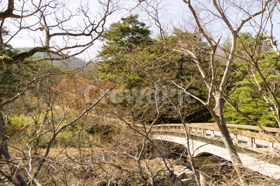 돌다리,나무,봄,풍경,자연,청도,운문사,자연,풍경,nature,landscape,식물,plants,나무,trees,wood,tree,plant,outdoors,옥외