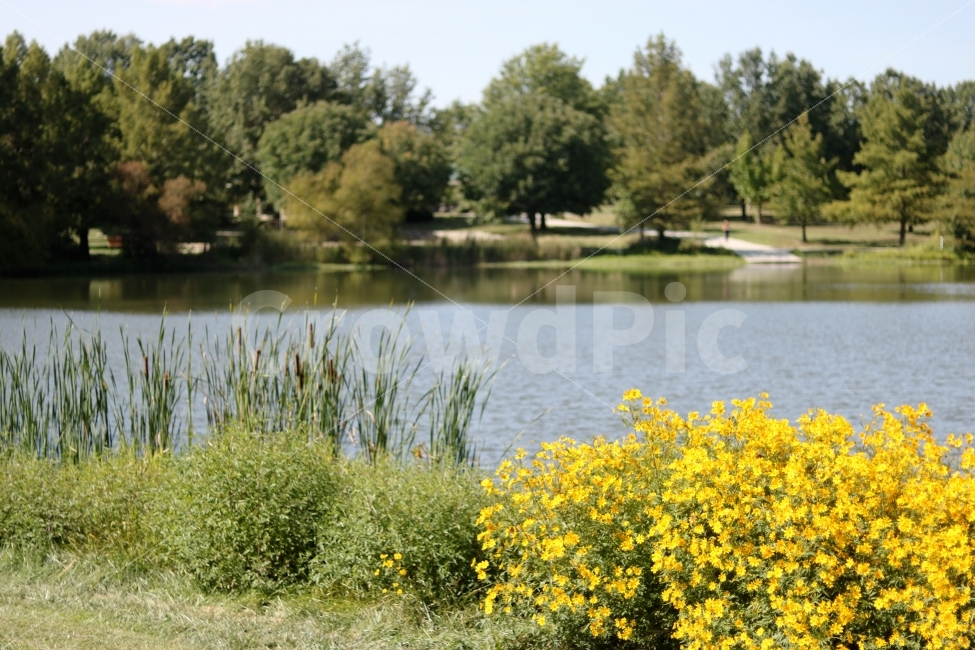 	꽃,꽃송이,호수,잔디,풍경,이쁜꽃,꽃사진,노란색꽃,노란꽃,노란색,자연,곤충,동물,휴식,봄,여름,감성,빈티지,색감,식물,힐링,yellow,flower,plants,풍경사진,nature,초록,초록색,공원,야외,물,강,봄풍경,도심풍경,자연풍경,호수공원,부들,자연,풍경,nature,landscape