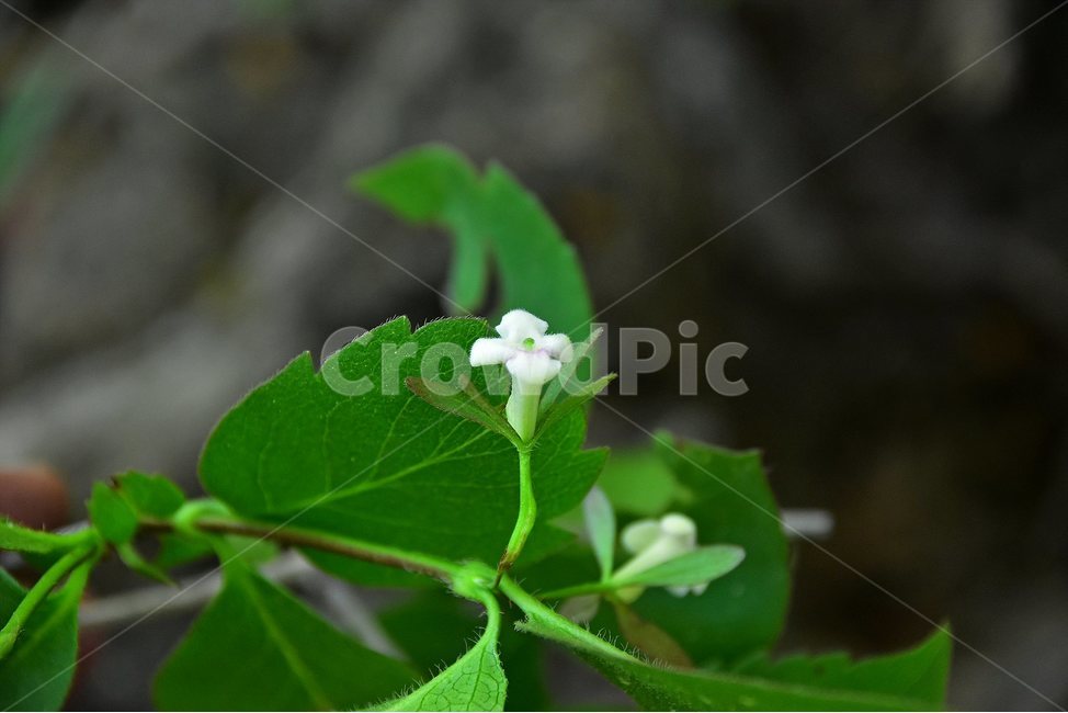 털댕강나무,야생화,꽃,식물,자연,생태,플라워,flower,plants,nature,식물,자연,plants,nature,꽃,flower
