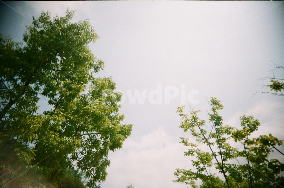 풍경,자연,식물,하늘,나무,나뭇잎,초록,맑음,자연,풍경,nature,landscape,tree,plant