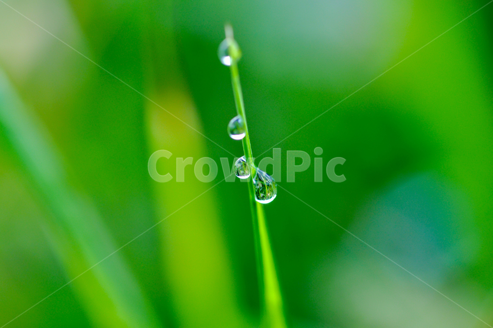 이슬,마운틴듀,듀,풀잎,여름,생명,작은물방울,식물,자연,plants,nature
