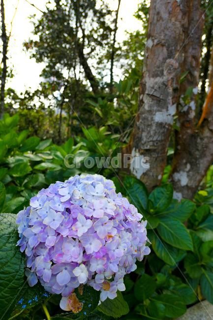 plant,식물,blossom,꽃,geranium,제라늄
