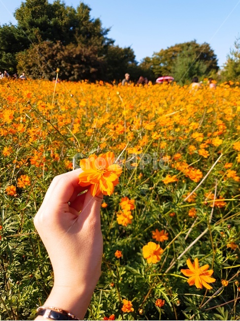 꽃,꽃밭,주황색,자연,풀,식물,자연,plants,nature,꽃,flower