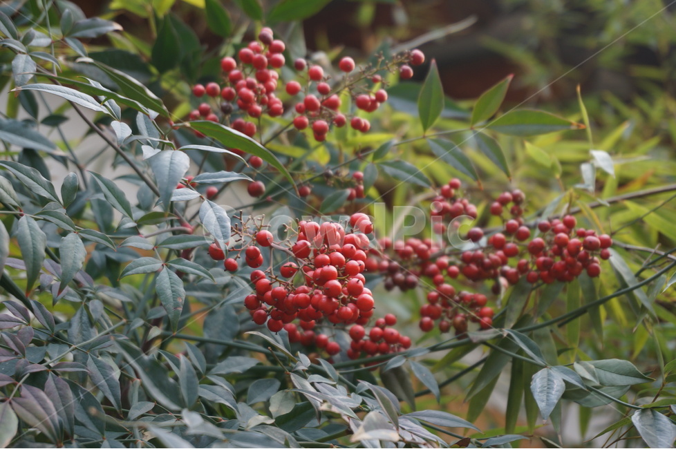열매,겨울,풍경,시골,식물,자연,plantsnature,과일,fruit,감성,감정,sensible,feeling,emotion,식물,자연,plants,nature,과일,열매,fruit