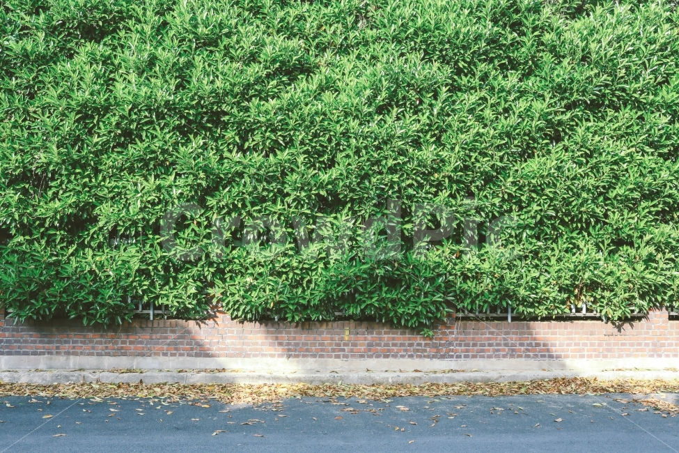 풍경,골목,길,녹색,식물,동네,햇살,감성,자연,풍경,nature,landscape,plant,vegetation,초목,bush,부시