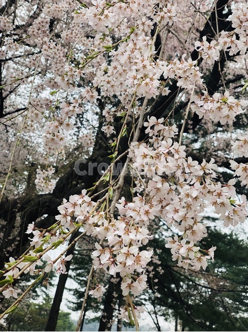 벚꽃,자연,봄,꽃,벚꽃나무