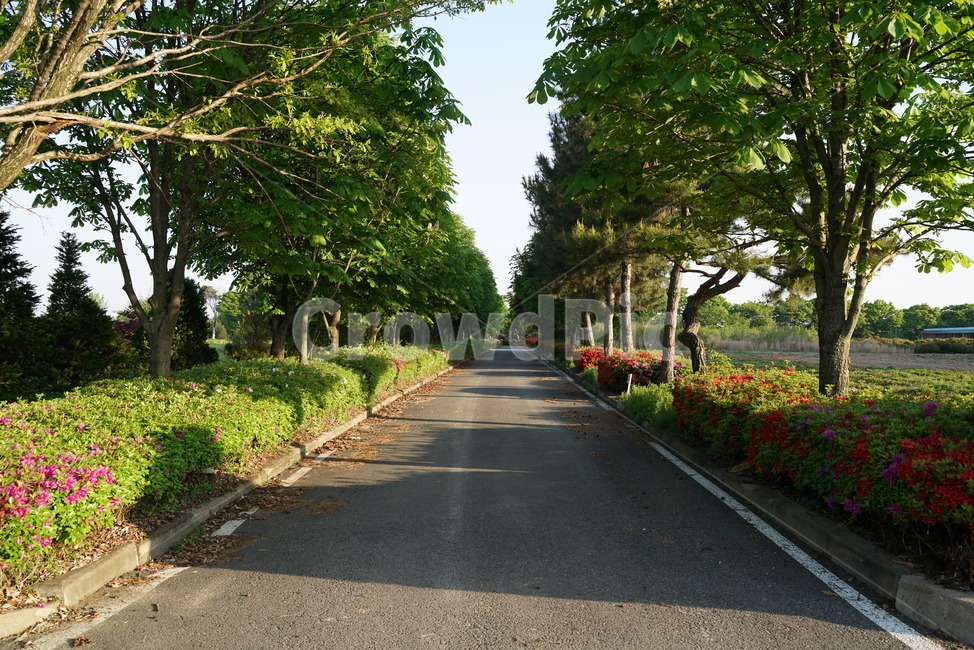 flowering plants,colonnade,magnolia river,Garosugil,azalea,Rhododendron,Azaleas