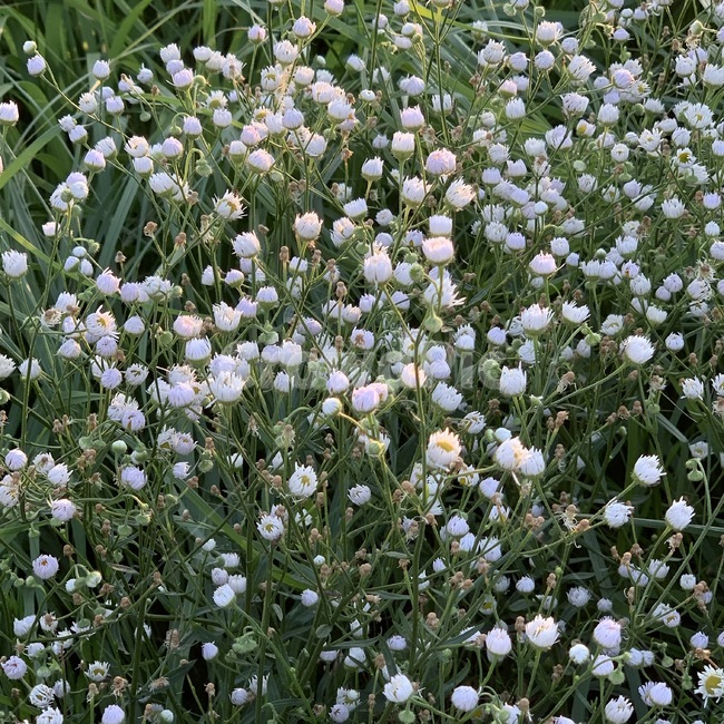 꽃,식물,흰색,잔디,흰꽃,공원,자연,plant,flower,green,grass,식물,자연,plants,nature,꽃,flower