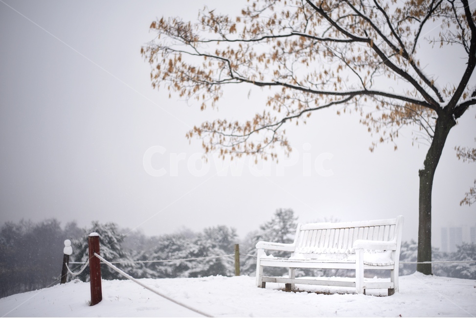 나무,눈,겨울,설경,풍경,화이트,밴치,의자,언덕,겨울,계절,winter,season,자연,풍경,nature,landscape,bench,벤치