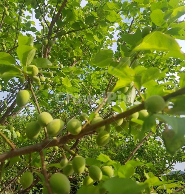 매실,매실나무,과일,자연,시골,힐링,초록
