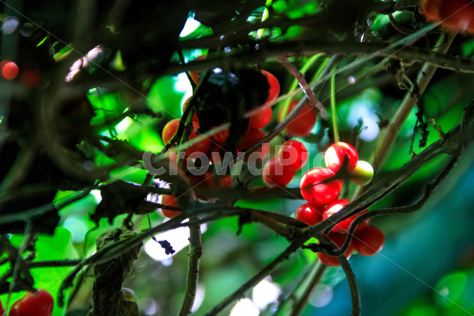 오미자,다섯가지맛,식물,과일,열매,수확,농업,제철,식물,자연,plants,nature,과일,열매,fruit